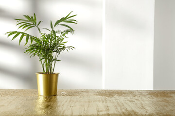 Wall Mural - desk of free space and green plant. white wall with shadows.