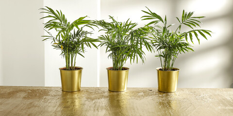 Wall Mural - Desk of free space and green plant. White wall with shadows. 