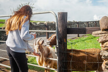 Young Teenager Girl Feeding Goat In A Contact Zoo. Fun At A Pet Farm Concept. Warm Sunny Day. Cute Animals Taking Snack From Tourist On A Trip. Clean Pet Behind Fence. New Experience Theme