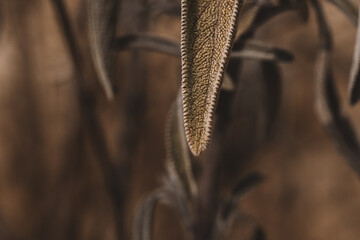 Canvas Print - Selective focus of Sage plant in a garden against a blurred background