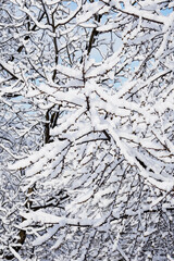 Canvas Print - Snow-covered branches of cherries in detail.