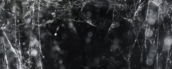 Wall Mural - mess of cobwebs or spiderwebs on black. spooky halloween spider web decorations.