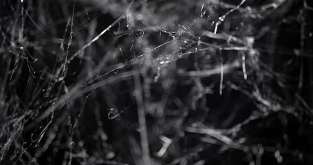 Wall Mural - spooky slow focus into a mess of cobwebs at night, shaking in the wind. halloween spider web backgro