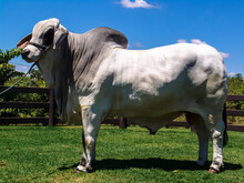 Brahman Bull On A Farm For Genetic Improvement Of Beef Cattle In Brazil