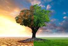 A Global Warming Concept Image Showing The Effect Of Arid Land With Live And Dead Tree Changing Environment Of Climate Change.