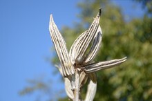 Dry Abelmochus Esculentus Seed In Nature Garden