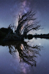 Wall Mural - beautiful milky way galaxy with dry tree and milky way shadow on mekong river, khang chiang mob, ubo