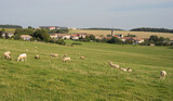Fototapeta Kwiaty - Small village Beux in Lorraine France with church houses a lot of photovoltaic agriculture sheep farming and biogas plant