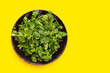 Fresh coriander leaves in plate on yellow background.