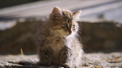 Wall Mural - homeless cute multicoloured kitten outside. adorable street little cat playing outdoors. stray lovel