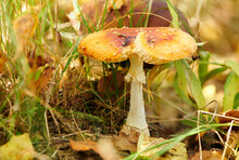 Bright Amanita Poisonous Mushroom In Fall Forest. Large Red Fly Agaric Mushroom With A Flat Wide Cap. Poison Mushrooms. Close Up View With Selective Focus.