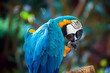 close up portrait of colorful blue and yellow macaw parrot bird Ara ararauna