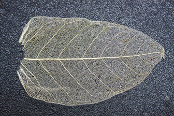 Closeup shot of very thin, almost transparent leaf texture on a gray surface