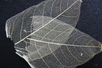 Closeup shot of very thin, almost transparent leaves texture on a gray surface