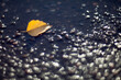 Closeup Yellow autumn leaves lying in a puddle lit by the bright sun on a blurred background.