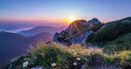 Wall Mural - beautiful sunset in alpine mountains nature with white flowers in magic evening landscape time lapse