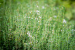 © Taigi - Fresh thyme herbs