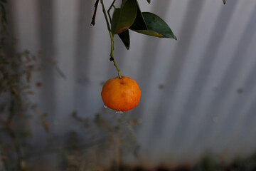 raindrops on a fresh and ripe mandarin on a mandarin tree during winter