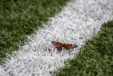 Fototapeta  - Kolorowy motyl na murawie boiska, biała linia boczna boiska