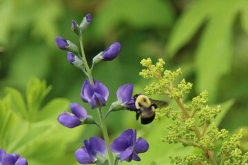 Wall Mural - bumblebee pollinating blue false indigo (baptisia australis) flowers