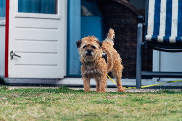 Wall Mural - little cute dog on the leash stands in front of a holiday house, Border terrier 