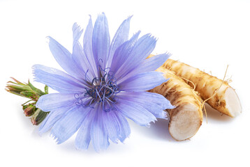 Wall Mural - Chicory flowers and roots close up on the white background.