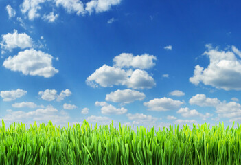 green grass and white puffy clouds in amazing blue sky at the background. file contains grass clippi