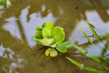 Wall Mural - Pistia. An evergreen, free-floating herb of the Araceae family with spreading roots