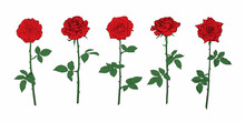 Red Rose Flower Set With Leaves And Stems. Hand Drawn Realistic Open Rosebuds. Vector Illustration.