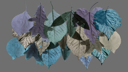 Wall Mural - Flat lay graphic composition with stylized autumn leaves isolated on gray background for fall season concept.
