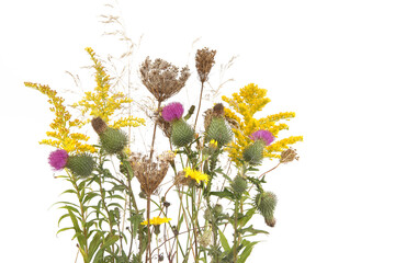 Wall Mural - autumn meadow flowering and dry wild grass and herbs isolated on white background. border of meadow 