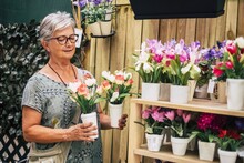 Senior Woman Holding Fresh Tulip Flower Pots And Placing It On Wooden Shelf. Elderly Woman In Eyeglasses Carrying Ceramic Flower Pots. Old Female Florist Analyzing Fresh Flower Pots