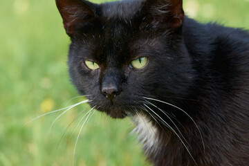 A portrait of a black cat on the green grass