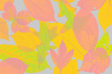 Wall Mural - Flat lay graphic composition with stylized autumn leaves close-up. Natural floral pattern.
