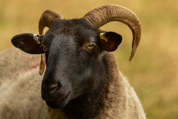 Wall Mural - Norfolk Longhorn Sheep