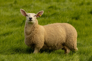 Canvas Print - Sheep on Pasture