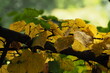 Żółte liście na gałęzie 