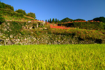 初秋の棚田景色「秋晴れの棚田と彼岸花」
Terraced rice fields in early autumn 