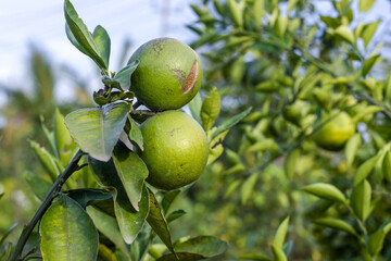 Two fresh raw organic oranges on a branch in the garden