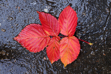 Wall Mural - Red fall leaves on wet dark asphalt. Close-up on natural background.