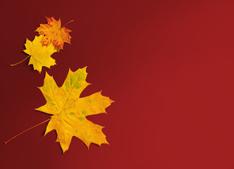 Wall Mural - Autumn maple leaves border on red background with copy space for fall season concept. Flat lay composition top view.