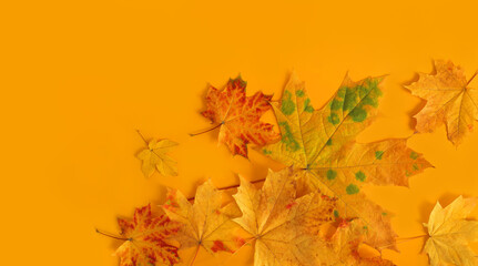 Wall Mural - Autumn maple foliage on yellow background with copy space for fall season concept. Flat lay composition top view.
