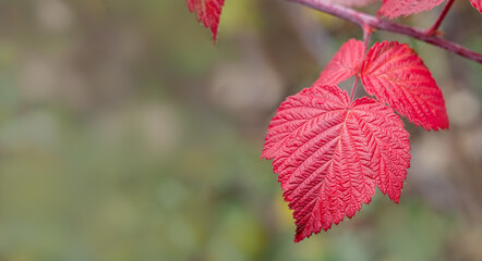 Wall Mural - Red autumn leaves on natural foliage background. Close-up.