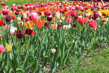 Fototapeta Tulipany - Colorful tulips on park street. Landscaping of a private house territory.