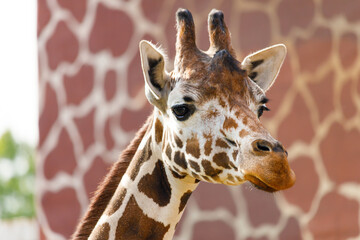 Canvas Print - artiodactyl mammal from the giraffe family. giraffes head close-up