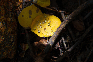 Canvas Print - leafe glow