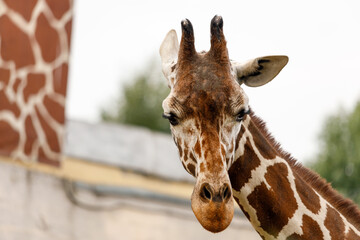 Aufkleber - artiodactyl mammal from the giraffe family. giraffes head close-up