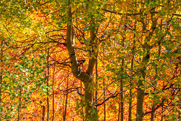 Poster - autumn leaves background