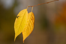 Two Yellow Leaves On A Thin Twig On A Sunny Autumn Day