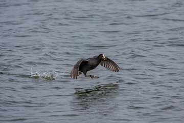 Poster - Eurasian Coot (Fulica atra) taking off over the sea